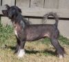 Spiritual Stolen Whispers Chinese Crested