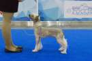 Oro Antenati Bond Chinese Crested