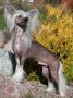 Lionheart King Of All Chinese Crested