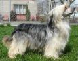 Beena De Noire Al Maarii Sapphire Chinese Crested