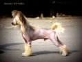 Montevideo Next Germanika Chinese Crested
