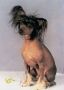 Sea Fire's Fernando Chinese Crested
