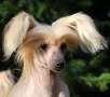 Zanevi's Hot Lips Chinese Crested