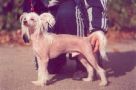 Proud Pony Charger Chinese Crested