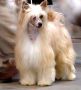 Sasquehanna Saraton Chinese Crested