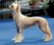Angel Wings Akwen Chinese Crested
