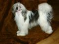 Toffi Rossini Chinese Crested