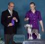 Crestyle Dress For Success HL Chinese Crested