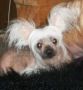 Iriti Tai-In Chinese Crested