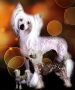 CH diddle du pave de varennes Chinese Crested