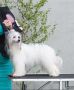 Nebulous Cloud Sasima (fci) Chinese Crested