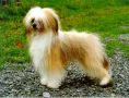 Body Modry kvet Chinese Crested