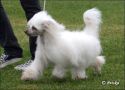 Stormblstens Ka-Boom Chinese Crested