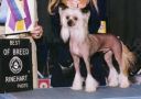 Mstic-Heart Fairytale Jester Chinese Crested