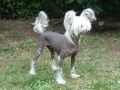 Celestial Chinese Crested