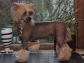 Mslis Lonely Chinese Crested