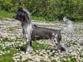 Future Line Felicie Etual Chinese Crested