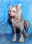 Futureline Felicie Esenija Chinese Crested