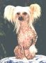 Blandora Butterfly Chinese Crested