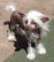 Zucci Summer Shadow Chinese Crested