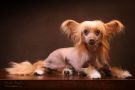 Tournais X-Mas Gift Chinese Crested