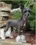 Navy Blue N'Co. Chinese Crested
