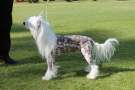 Sherabill Just A Gigolo Chinese Crested
