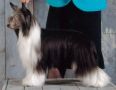 Curlious Cache is King Chinese Crested
