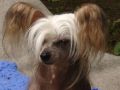 Sea Fire's Bee-Boppa-Lulla Chinese Crested