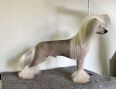 Speechless The Greatest Showman Chinese Crested