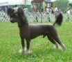 Puffin Basic Black Chinese Crested