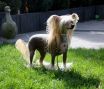 Love Punch of Angel's Legacy Chinese Crested