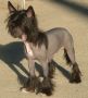Crest-Vue's Cant Touch This Chinese Crested
