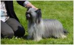 Kalimera's Mexican Moonlight Melody Chinese Crested