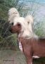 Whisperingln Pardon My Dust Chinese Crested