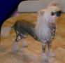Flywheel's Canistra Chinese Crested