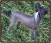 Blandora Brilliant Star Chinese Crested