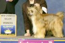 Ch ParaDice's Mystic Element Chinese Crested