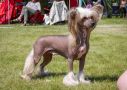 Speechless Victory Is My Destiny Chinese Crested