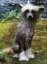 Chinetta's Chanel Egoist Chinese Crested