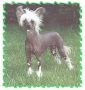 Crestars Tayz Freespirit Chinese Crested