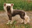 Bozo Gang's Storm In Eugenios Chinese Crested