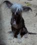 Reznor Hot blooded At Diadene Chinese Crested