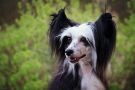 Rina powder  Ankadi Chinese Crested
