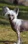 Neddies Catch Me If You Can Chinese Crested