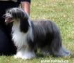 Secret Line's Hairy Fairy Chinese Crested