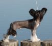 Olegro Katrin La-Manche Dogland Happy Chinese Crested
