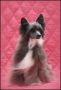 Ch. Fantome  noir Du Coeur Des Tenebres Chinese Crested
