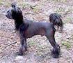 Shawcrest Mistabare Of Zucci Chinese Crested