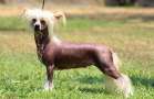 Aranel Terradimezzo Chinese Crested